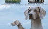 The Weimaraner Magazine June 2016 Vol 1_Page_01 COVER