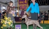 C. Best of Breed Cindy Vogels Westminster 2015